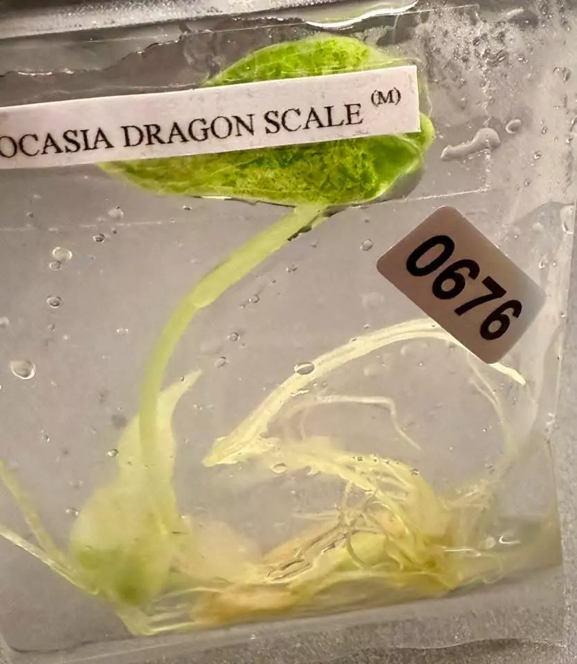 plant/Alocasia Dragon Scale Mint-0