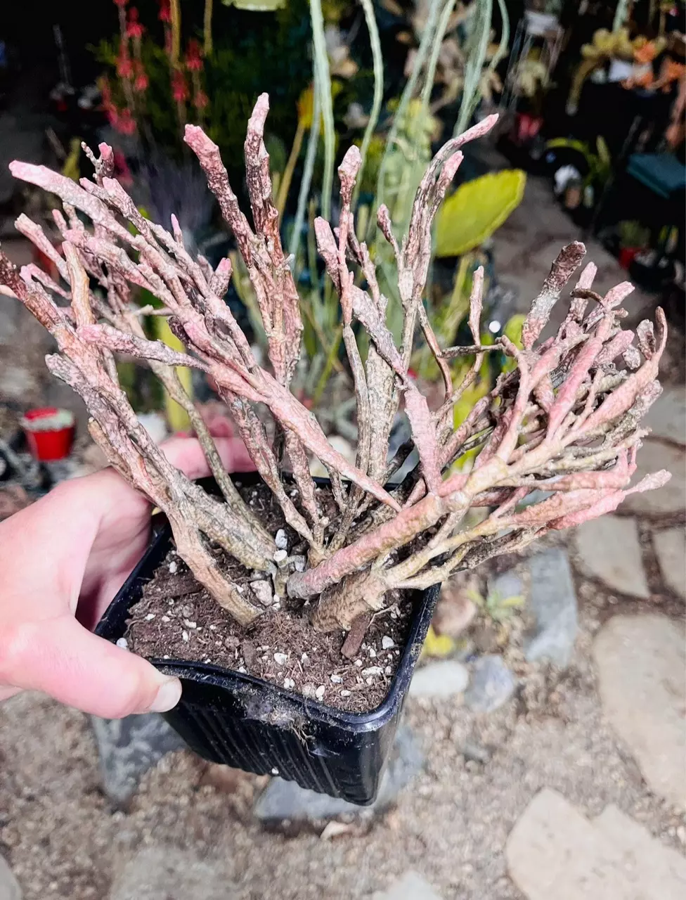 plant/Euphorbia Platyclada, Dead Man’s Fingers Cutting-1