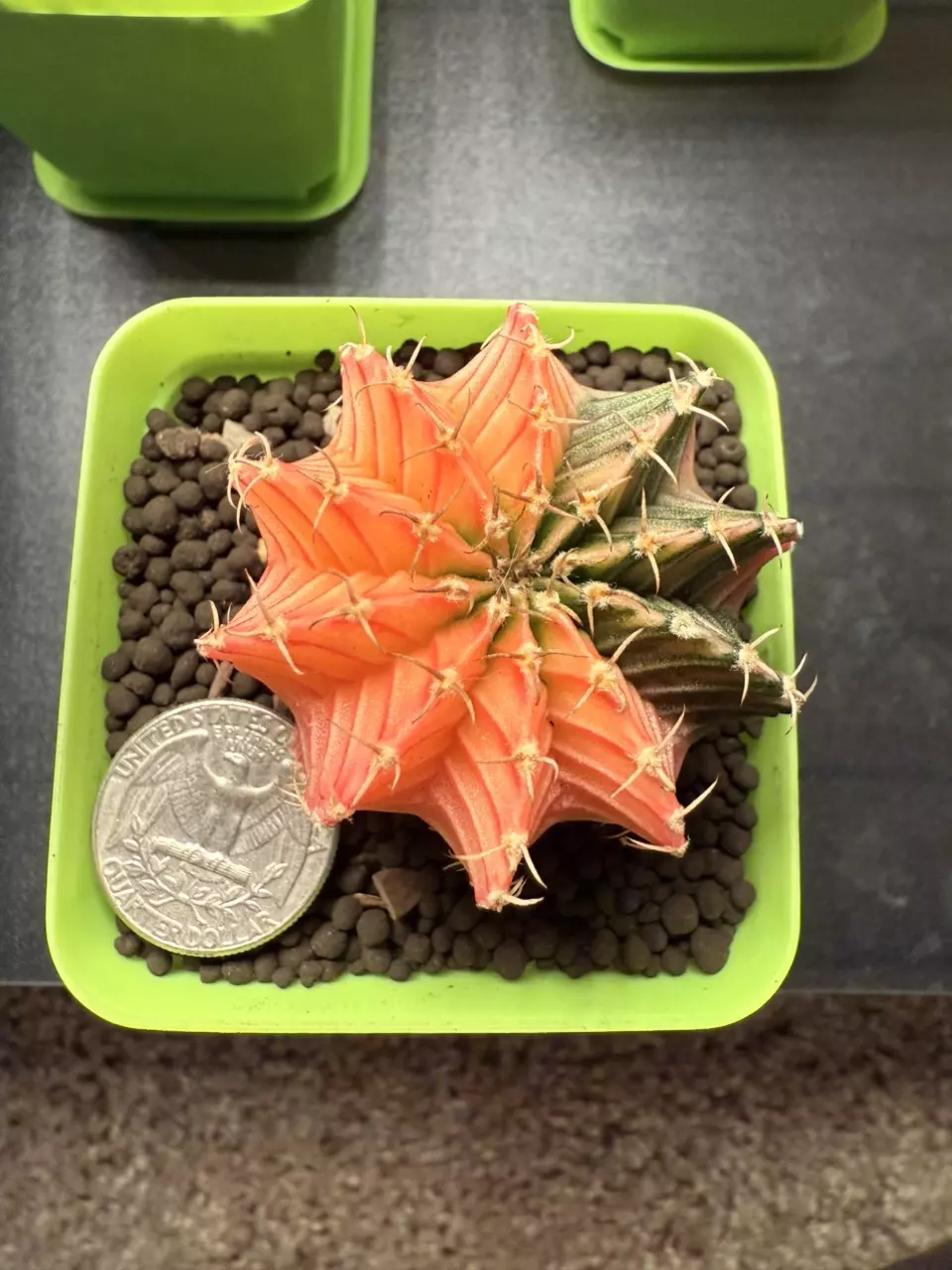 plant/Awesome Shape, future tall girl! Gymno Mihahnovichii LB Variegated-0