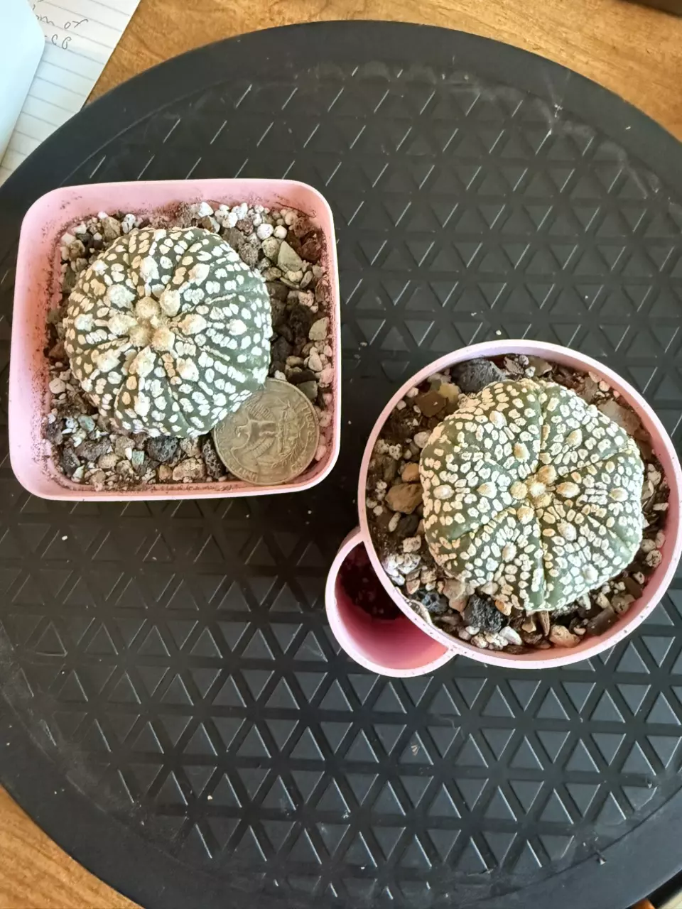 plant/2 Pack Astro Super Kabuto w/o pots-1
