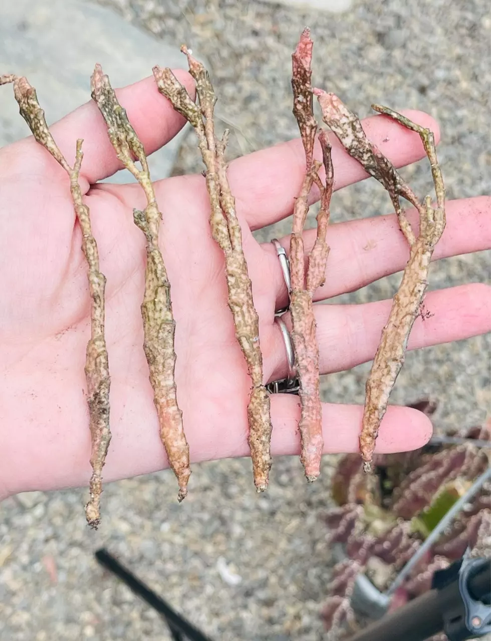 plant/Euphorbia Platyclada, Dead Man’s Fingers Cutting-0