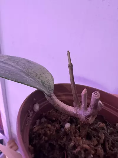 plant/Hoya Michelle Silver-1-thumbnail