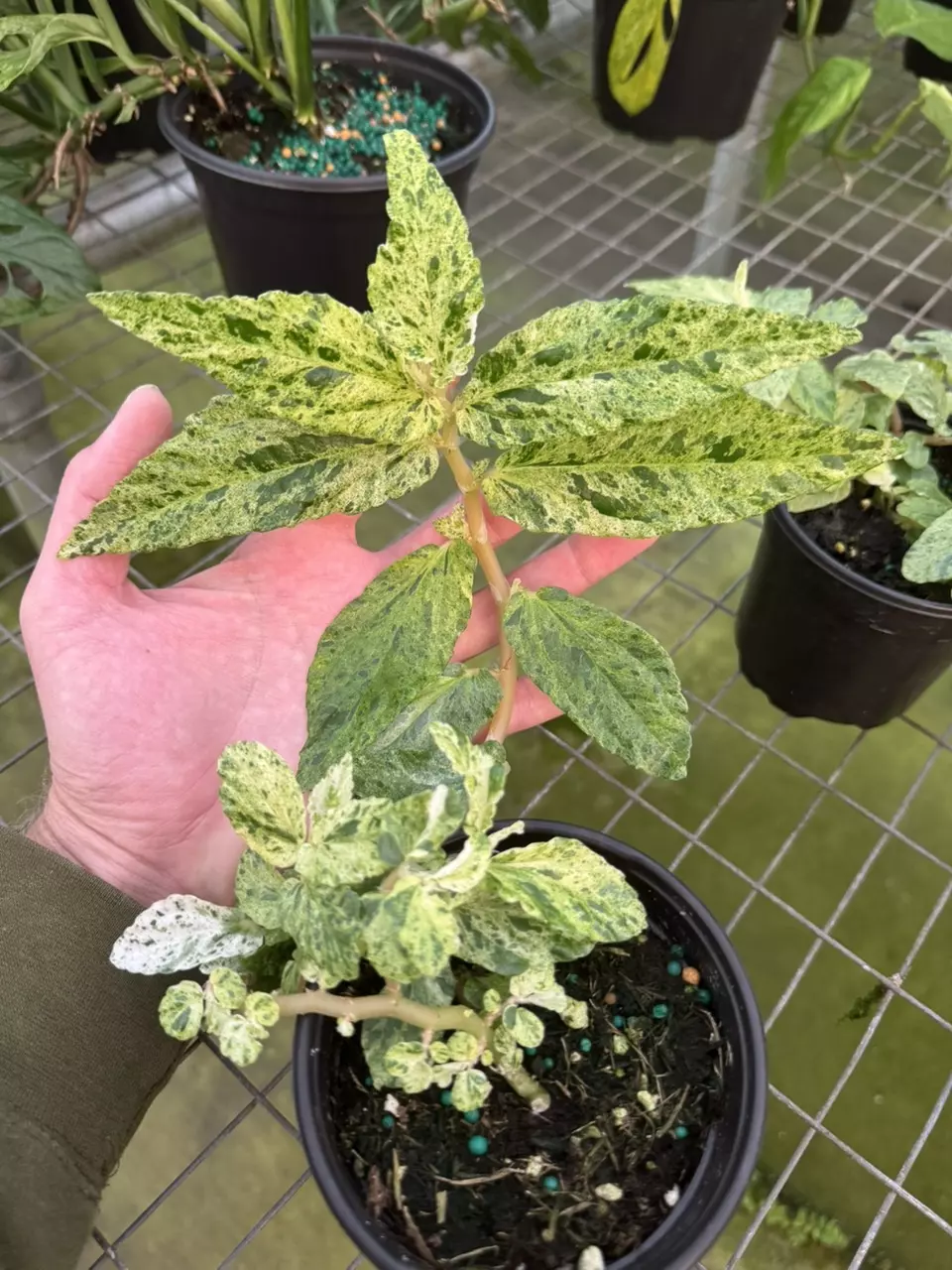 plant/Variegated peppermint begonia starter plant growers choice-0