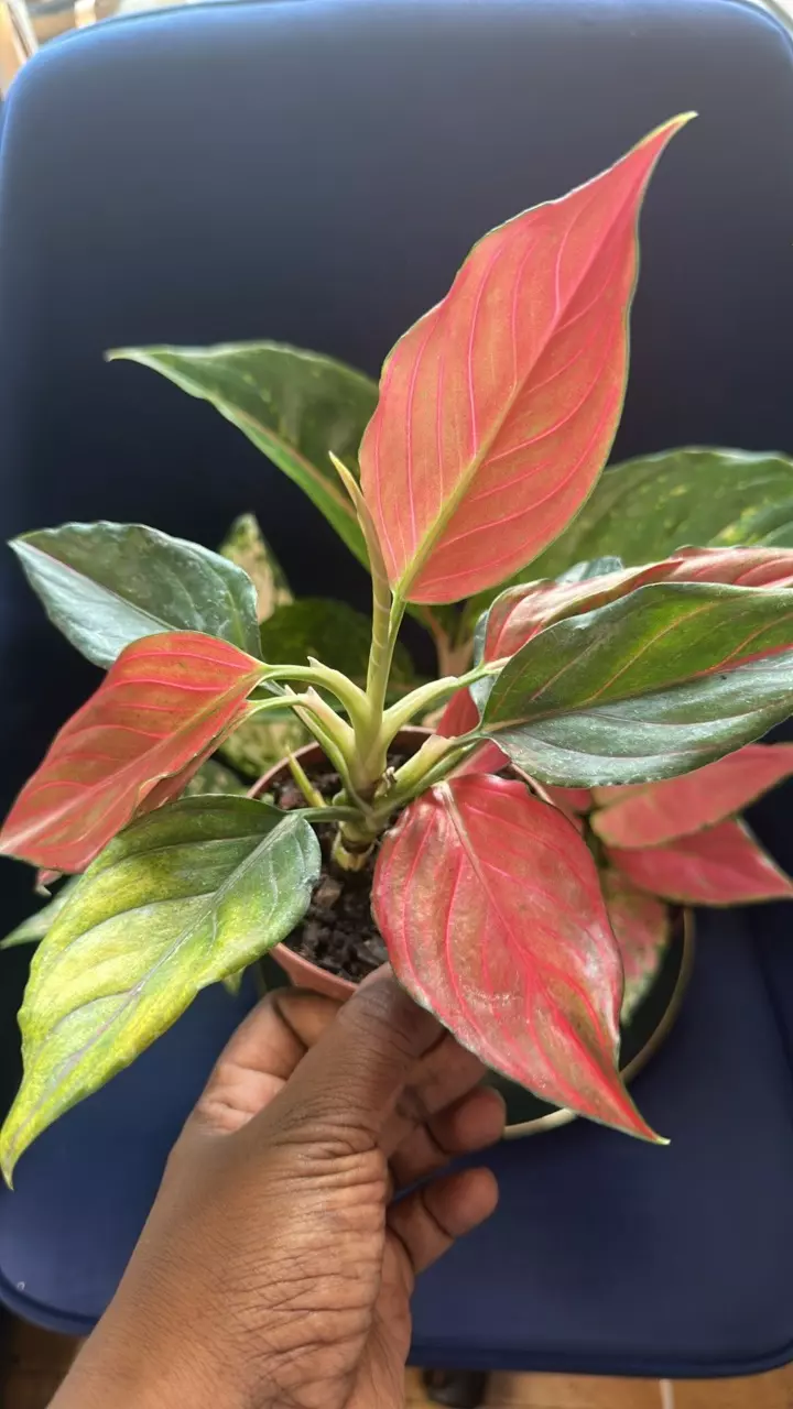 plant/Aglaonema Brilliance SC-1