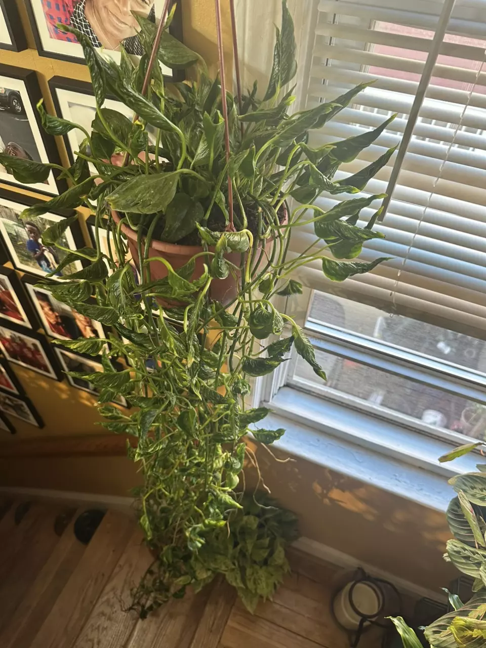 plant/Epipremunum Shangri-la Variegated SC-0