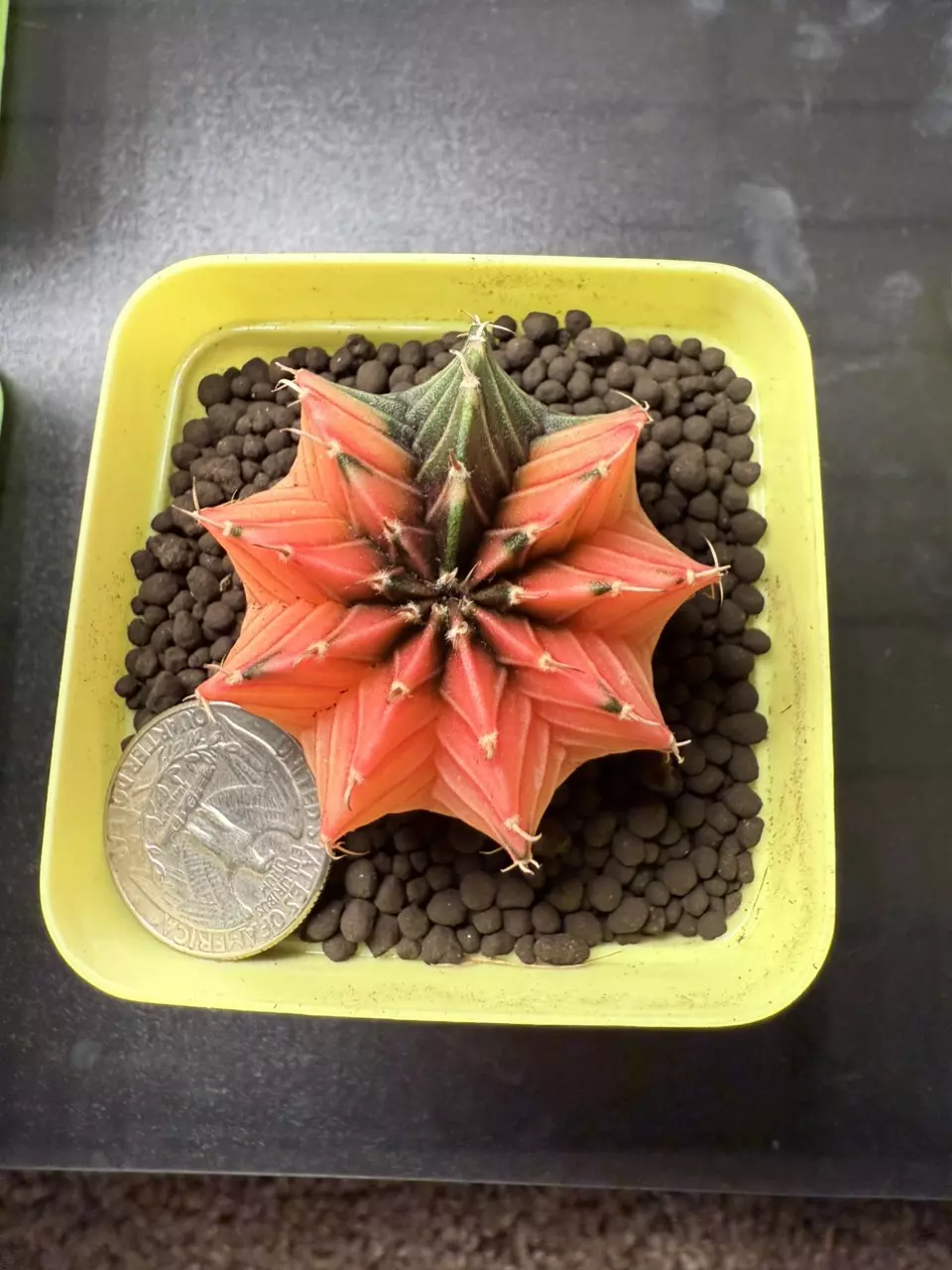 plant/Gymnocalycium Mihahnovichii LB Hybrid-0