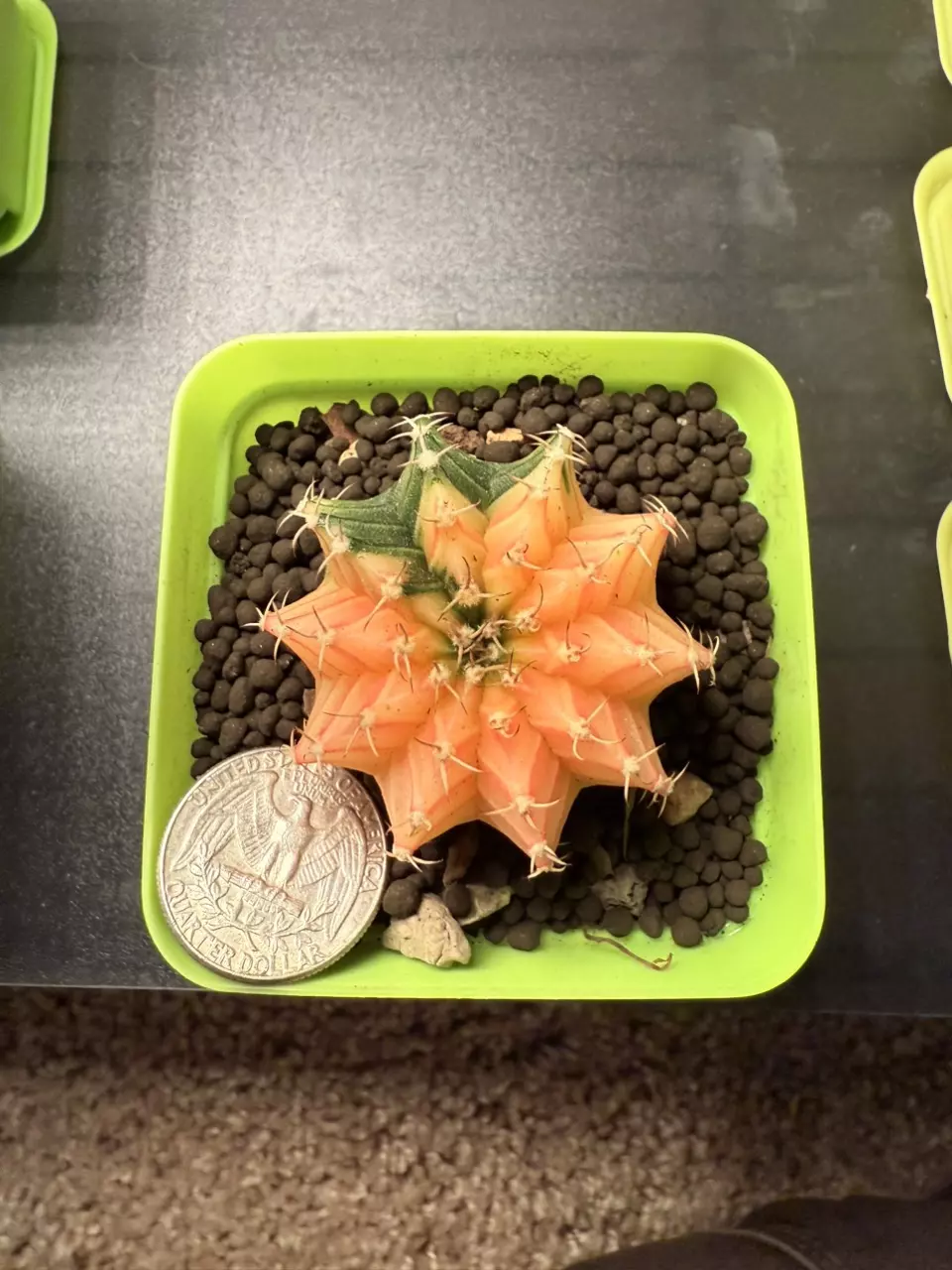 plant/Gymnocalycium Mihahnovichii LB Hybrid-0
