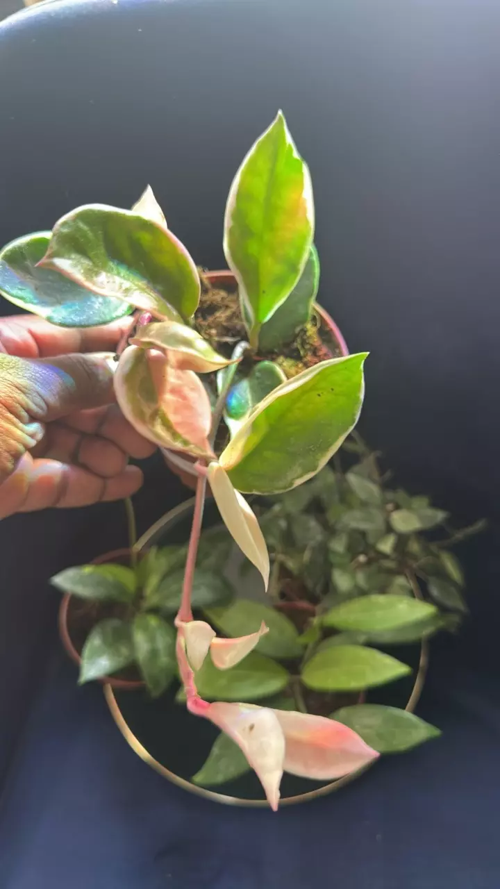 plant/HOYA - Starter Bundle SC-4
