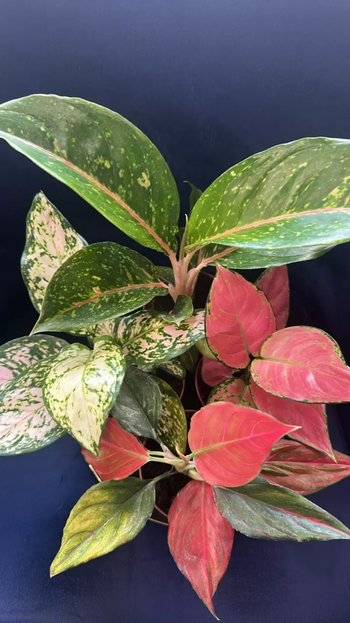 plant/Aglaonema Brilliance SC-0