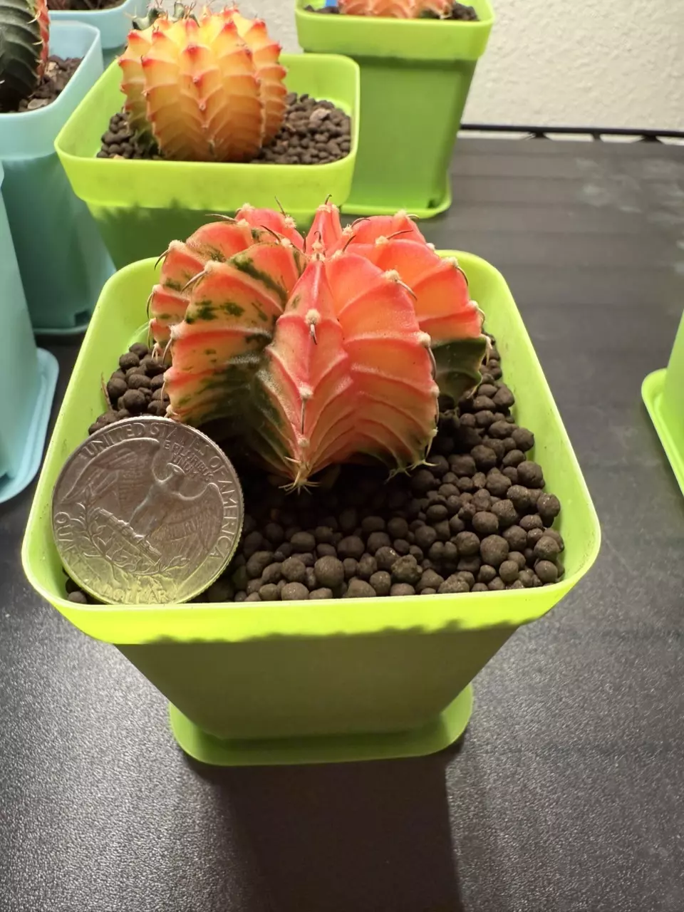 plant/Gymnocalycium Mihahnovichii LB Hybrid-1