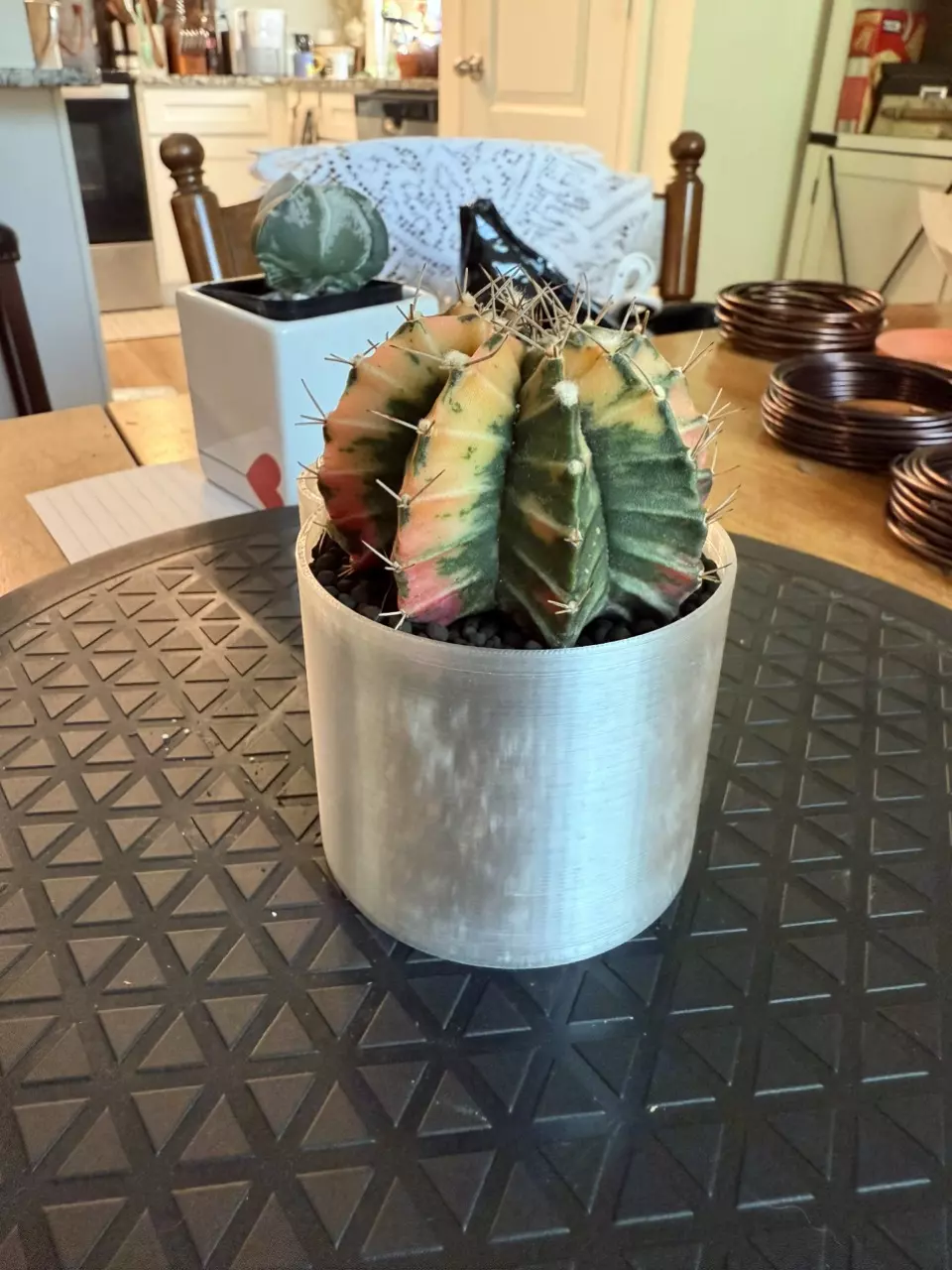 plant/Gorgeous Colored Gymno w/o pot-1