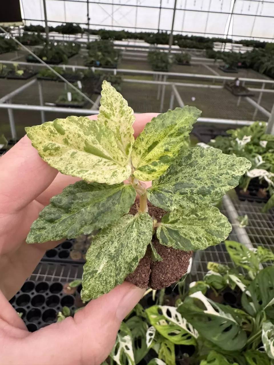 plant/Variegated peppermint begonia starter plant growers choice-1