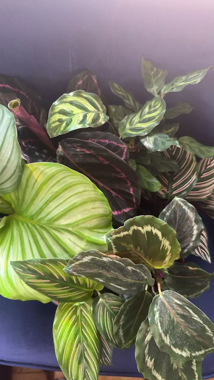 plant/Calathea - The Mean Girls-0