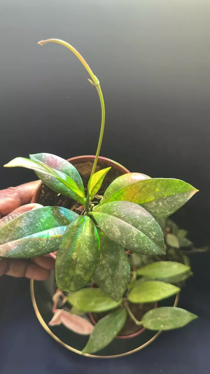 plant/HOYA - Starter Bundle SC-1