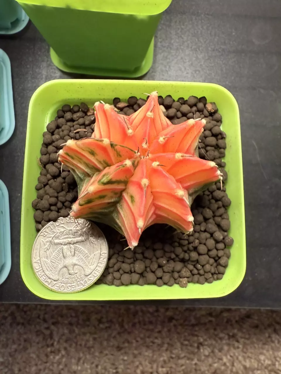 plant/Gymnocalycium Mihahnovichii LB Hybrid-0