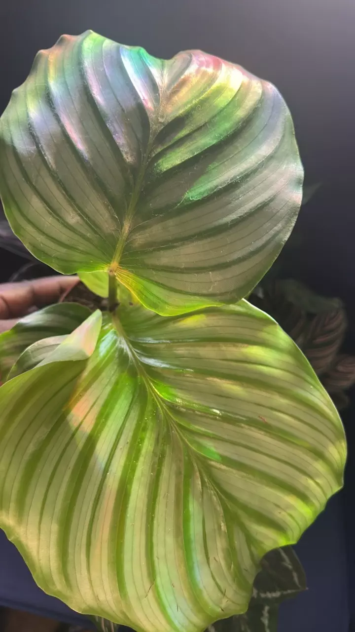 plant/Calathea - The Mean Girls-1