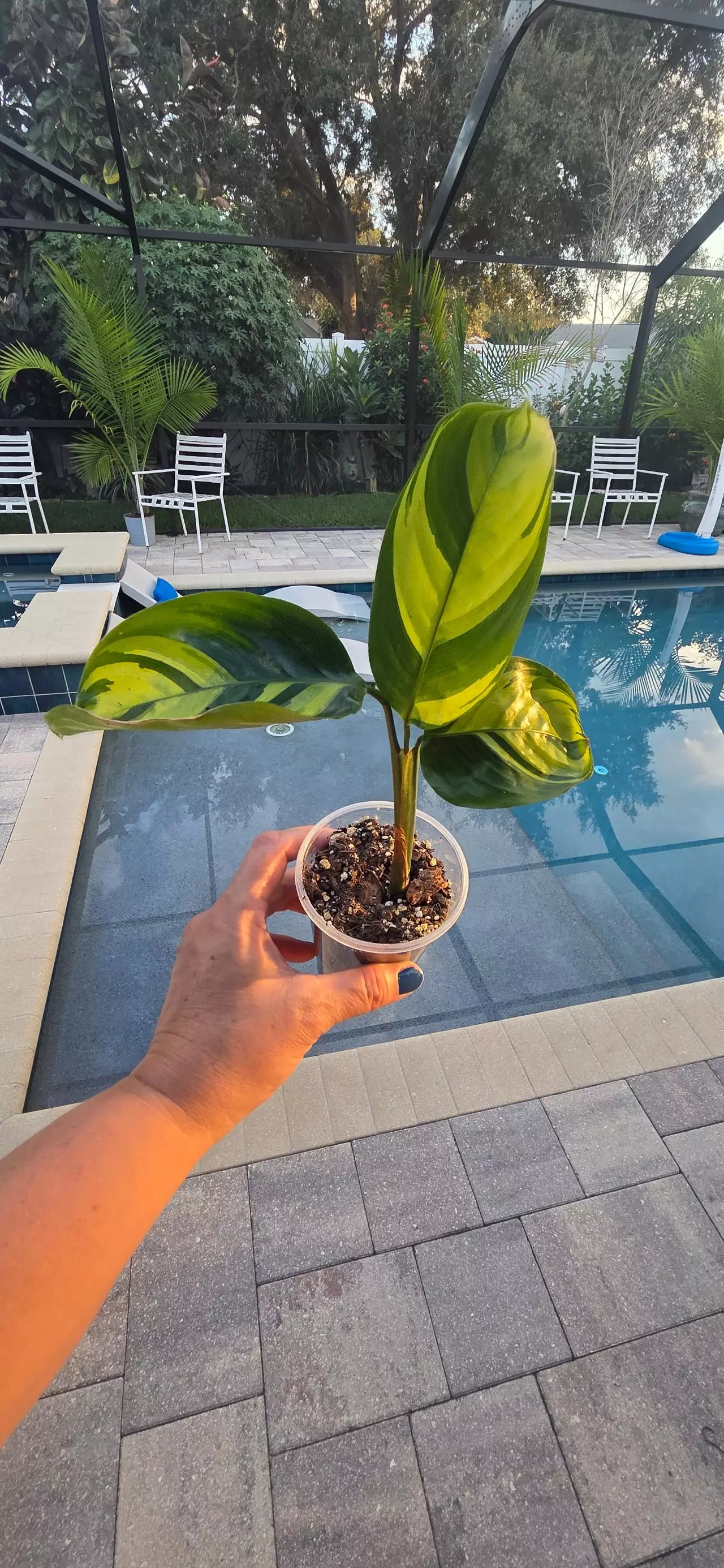 plant/Calathea Pilosa-1