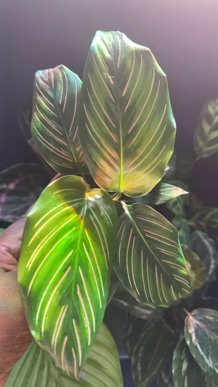 plant/Calathea - The Mean Girls-6
