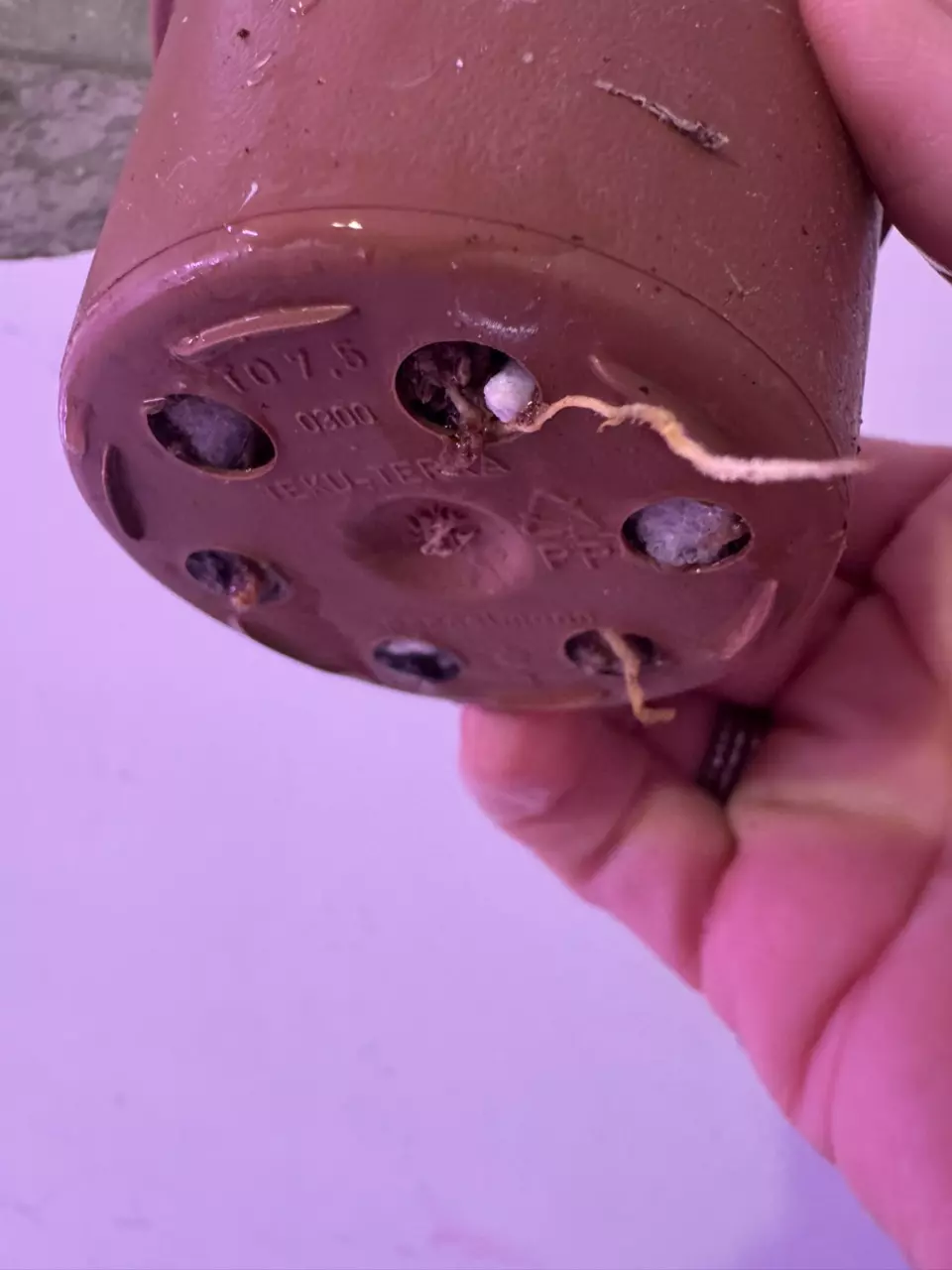 plant/Hoya Michelle Silver-2