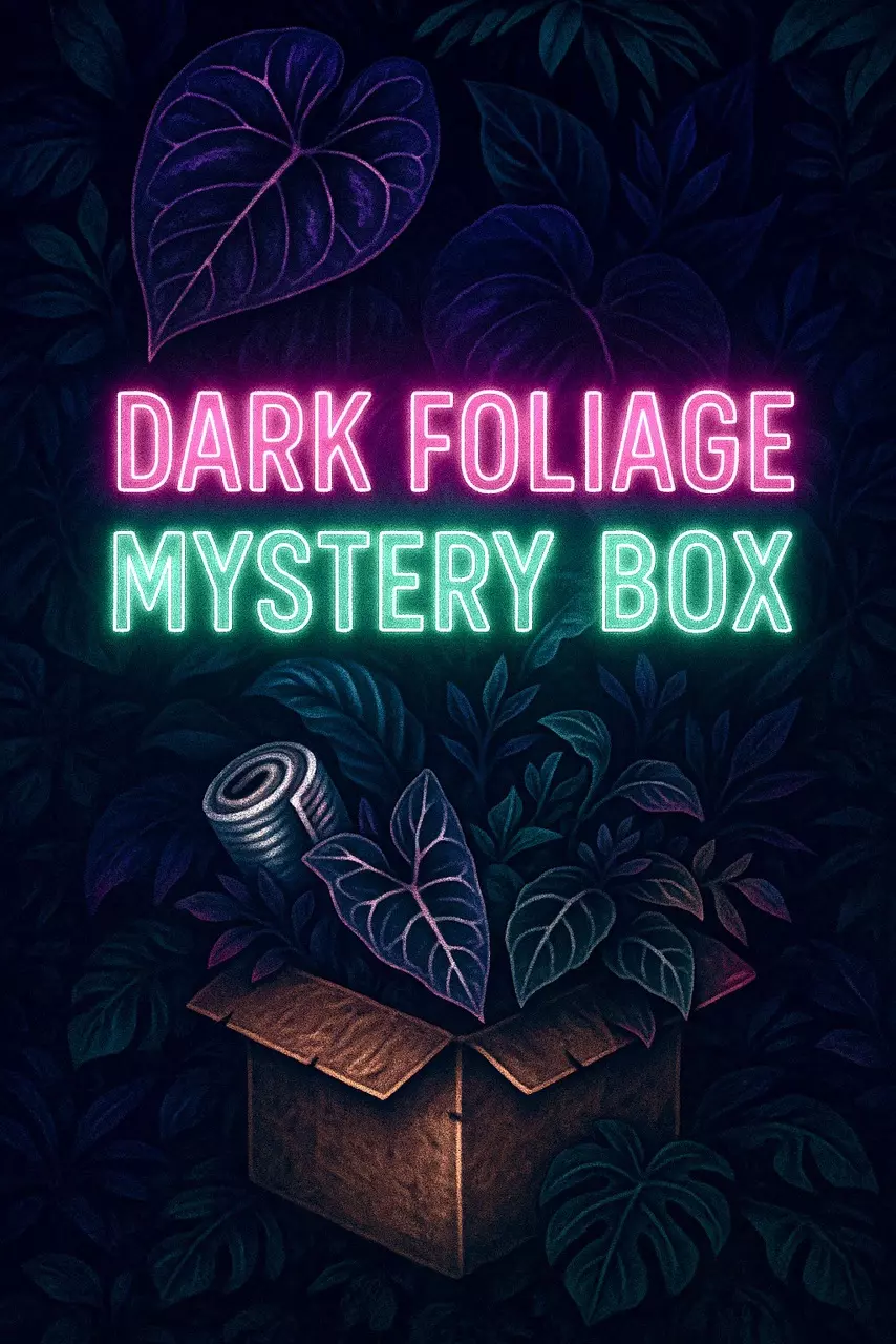plant/DARK FOLIAGE - MYSTERY BOX (S)-0