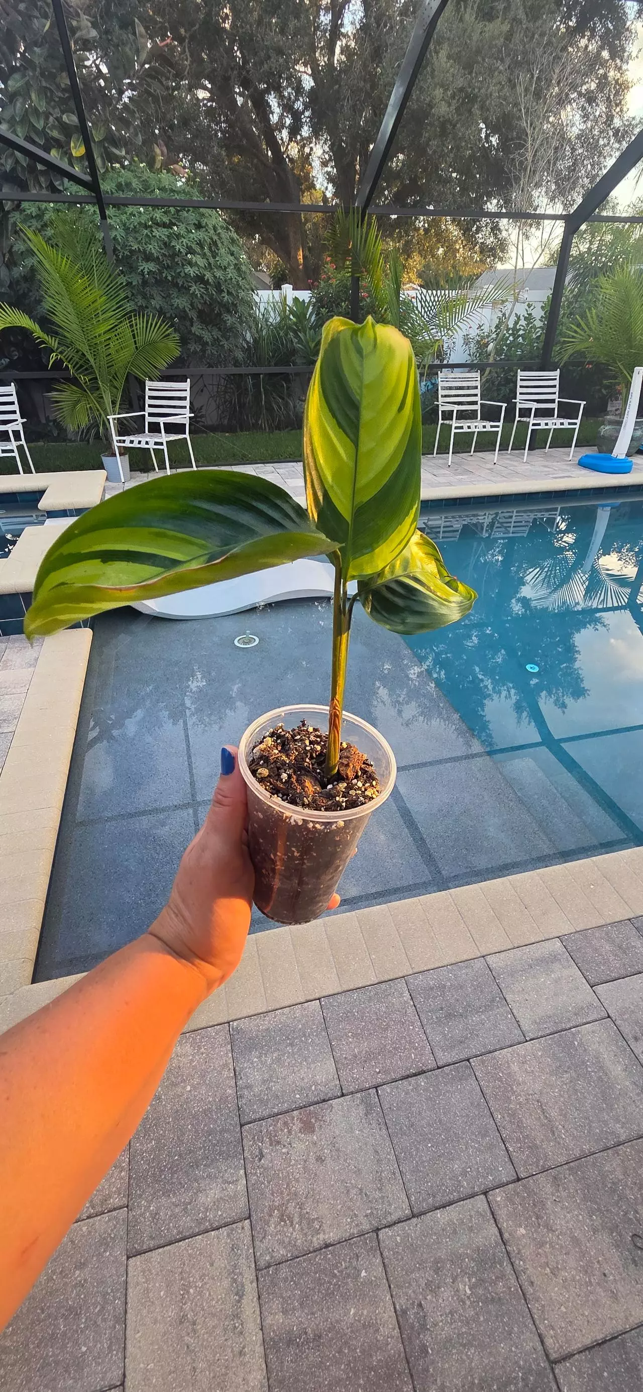 plant/Calathea Pilosa-0