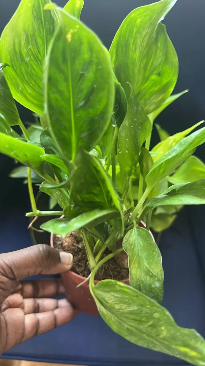 plant/Green Vines FOLIAGE - Pothos & Epi-1