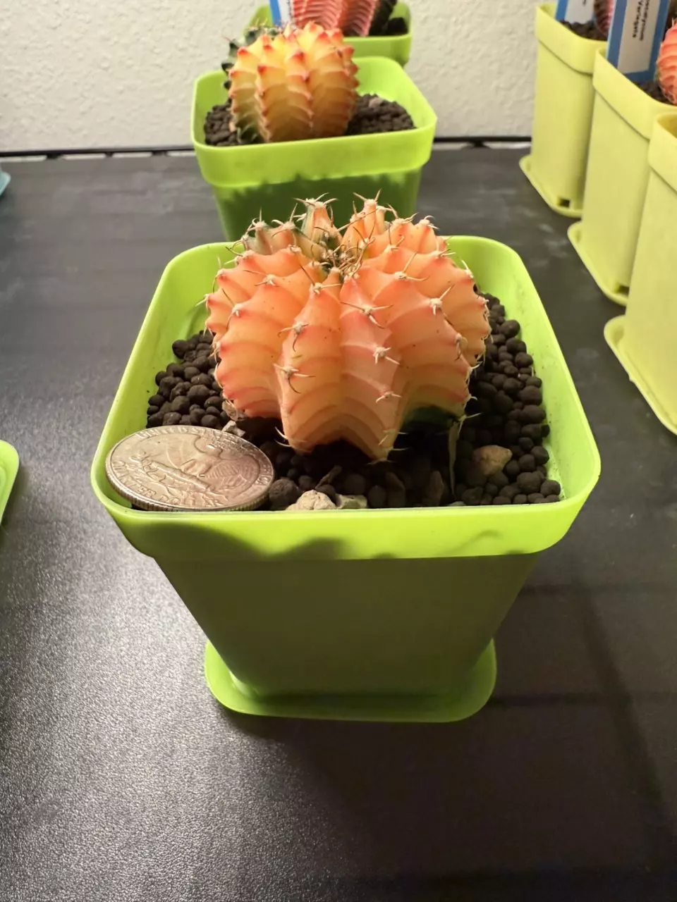 plant/Gymnocalycium Mihahnovichii LB Hybrid-1