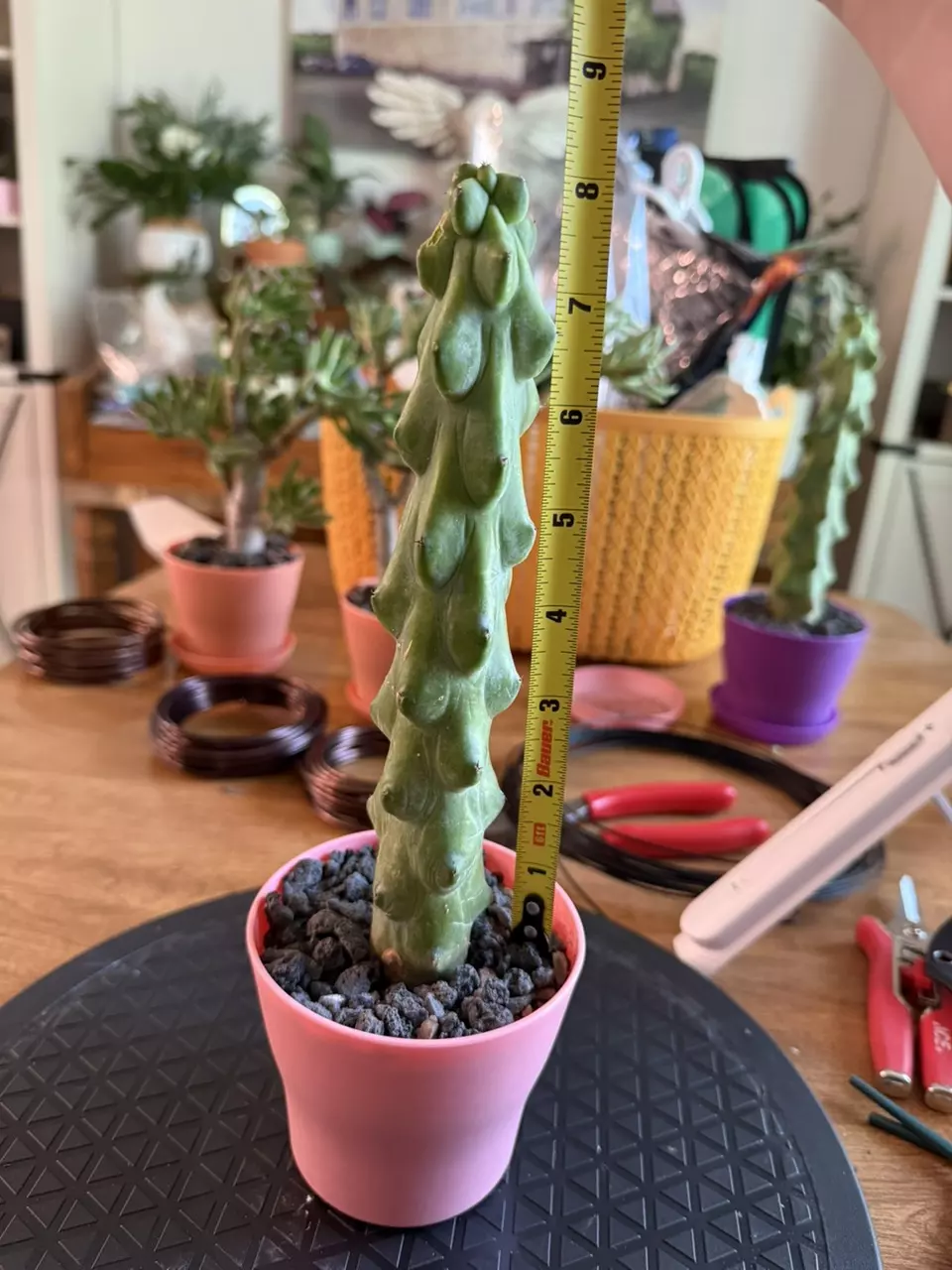 plant/8in Boobie Cactus!!-0