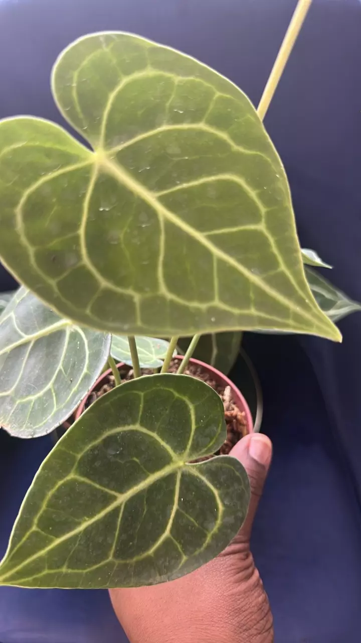 plant/Anthurium 4”  Starting Collector Bundle SC-3