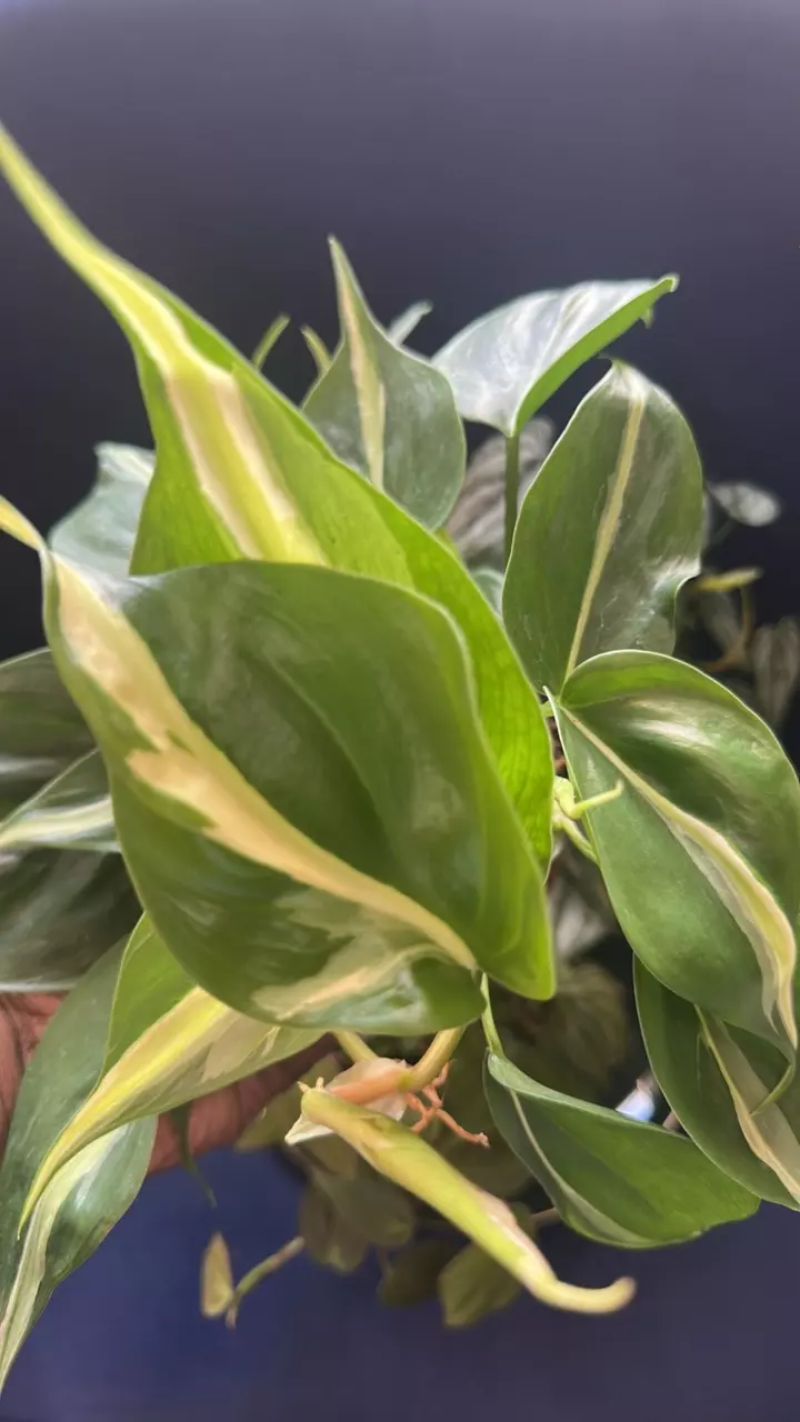 plant/Philodendron Vines-3