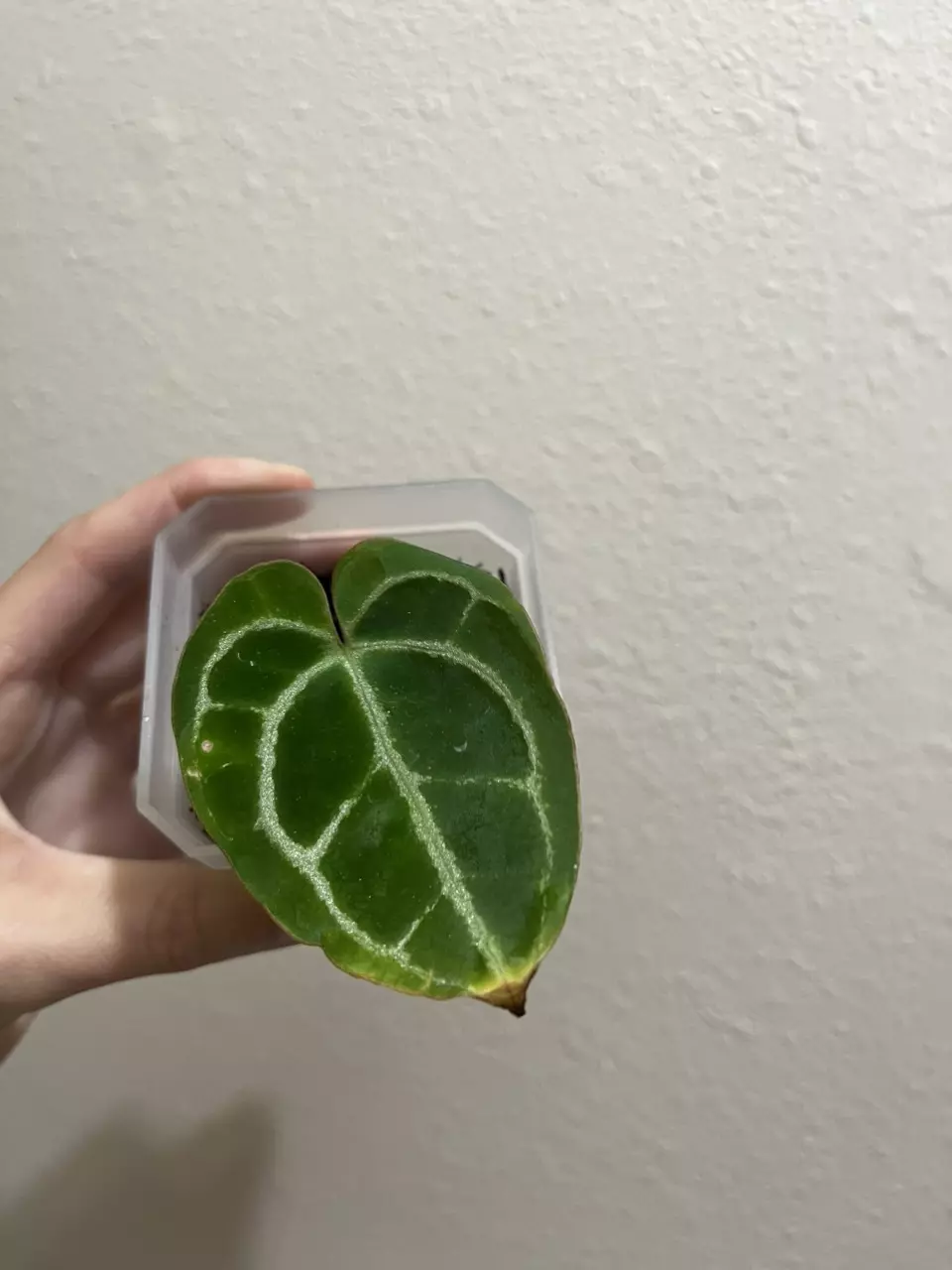 plant/Dark Crystallinum butt cut with 2 growth points-0