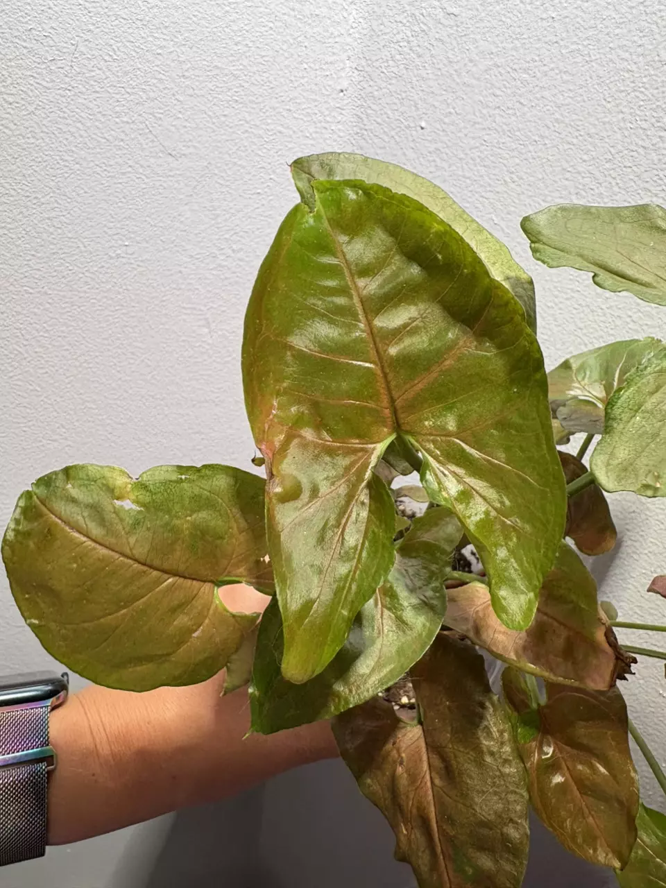 plant/Syngonium Maria Allusion-3
