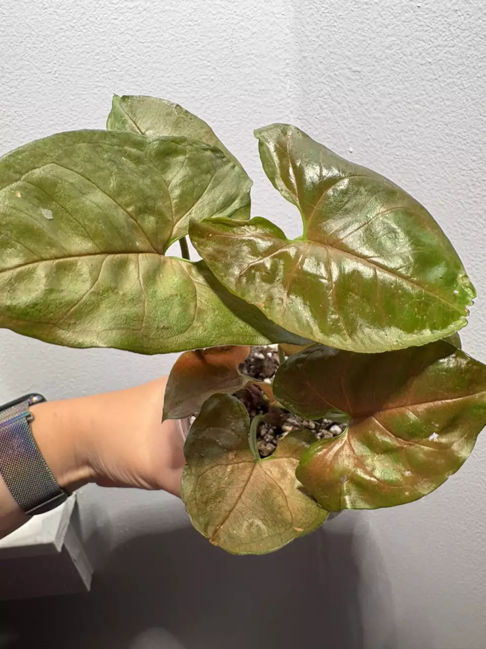 plant/Syngonium Maria Allusion-0