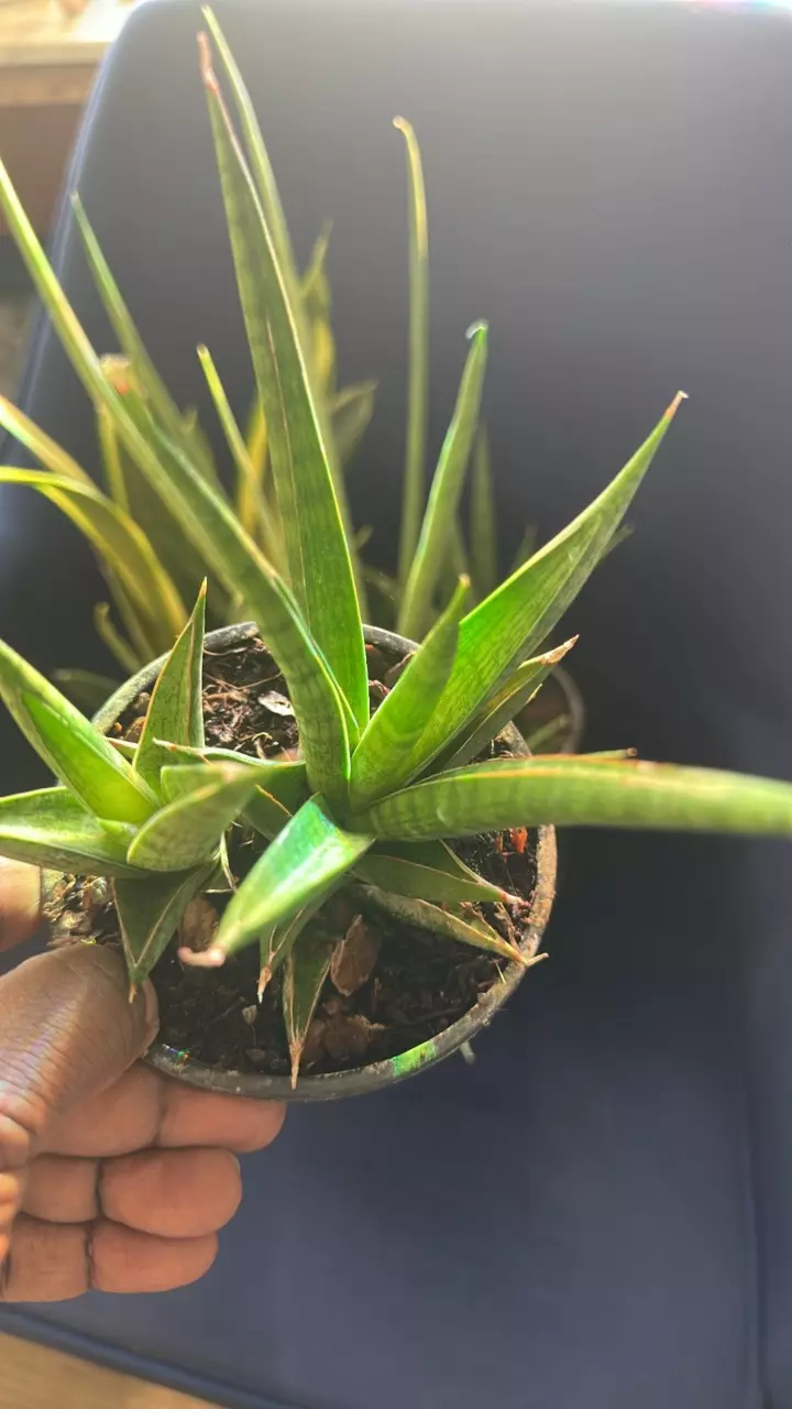 plant/Sanseveria Pointe-1