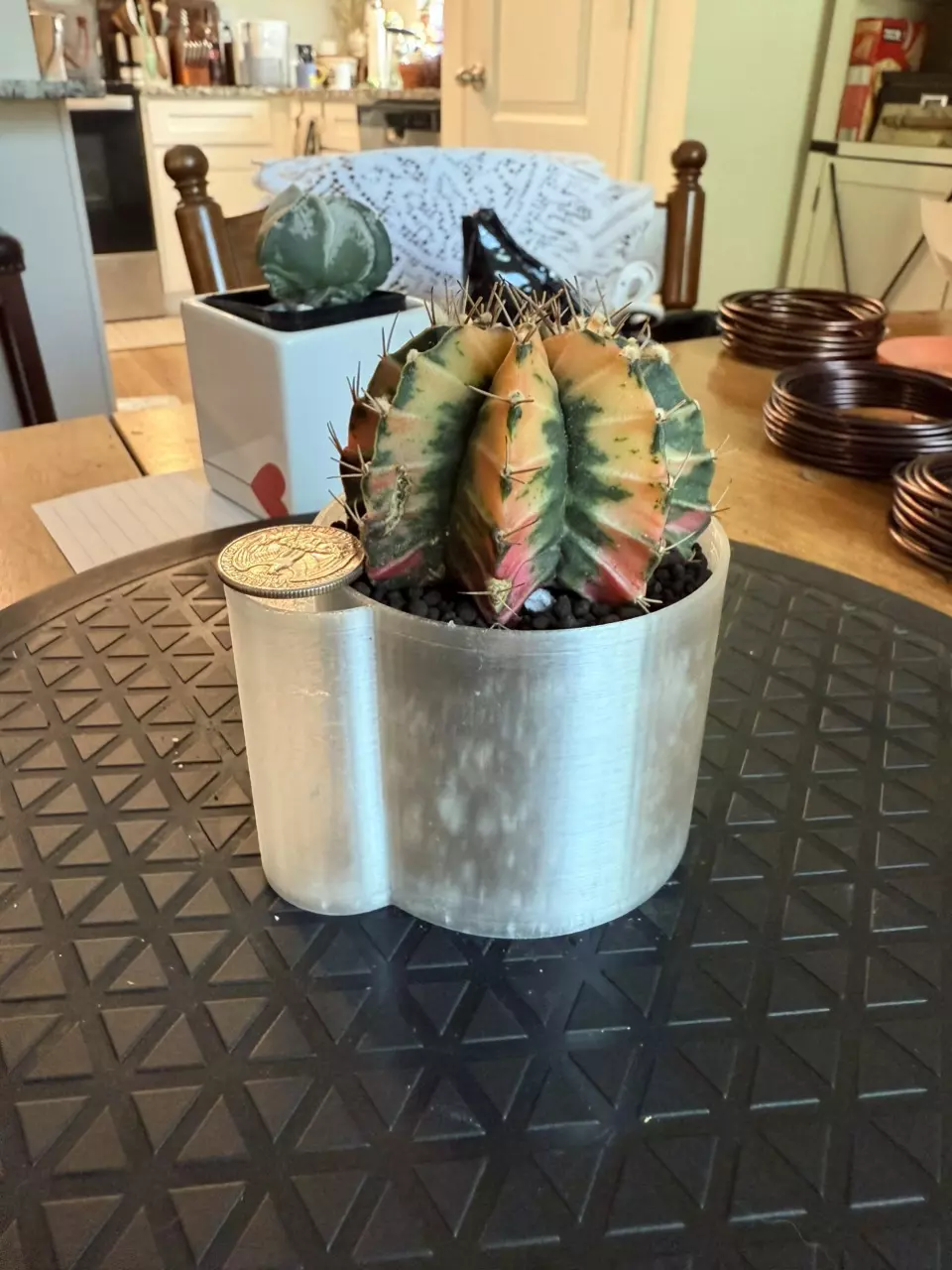 plant/Gorgeous Colored Gymno w/o pot-3