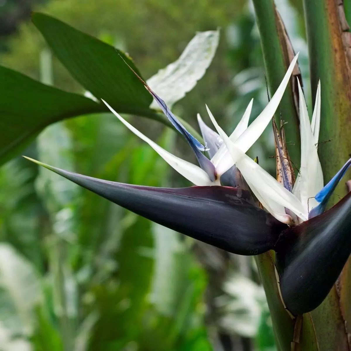 plant/Birds of Paradise 6”-1