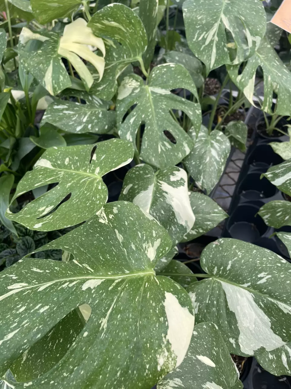 plant/Monstera Thai Con-1