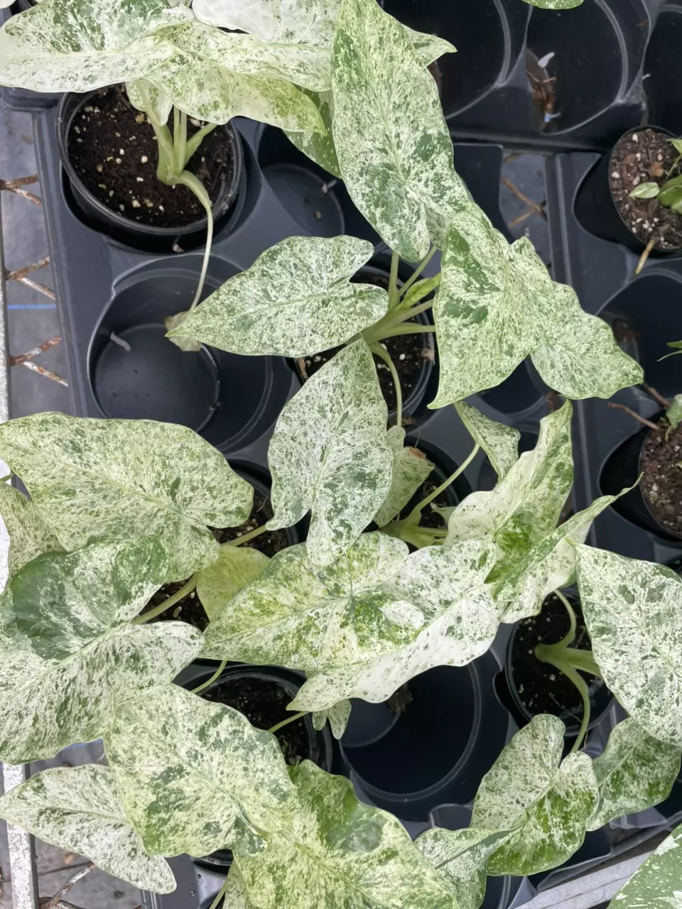 plant/Alocasia Blizzard-0