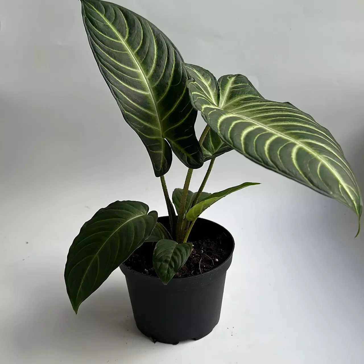 plant/Xanthosoma Lindenii Magnificum 6" Pot-0