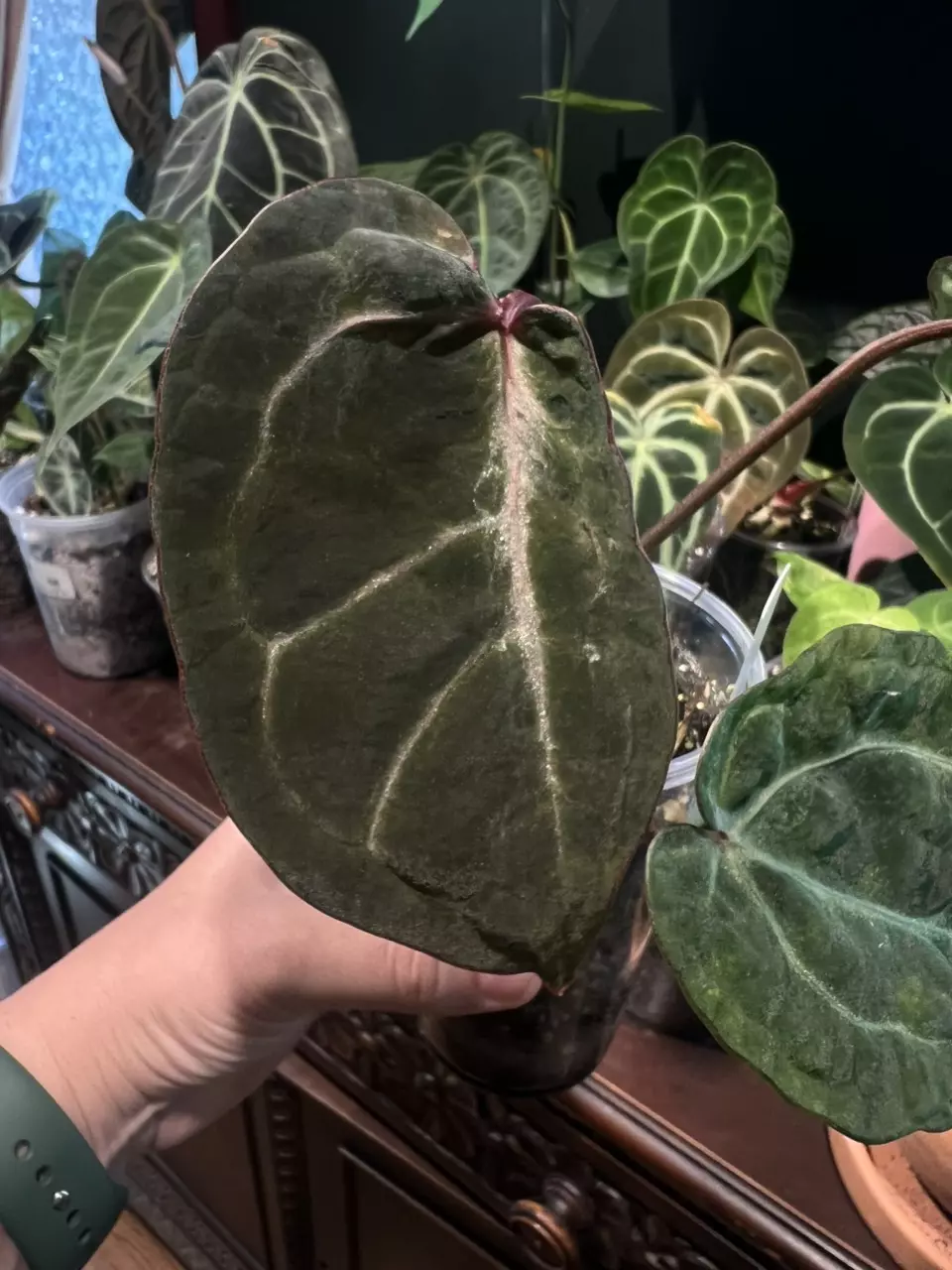 plant/(ZaraMichelle x Doc Block f2) X Contessa-2