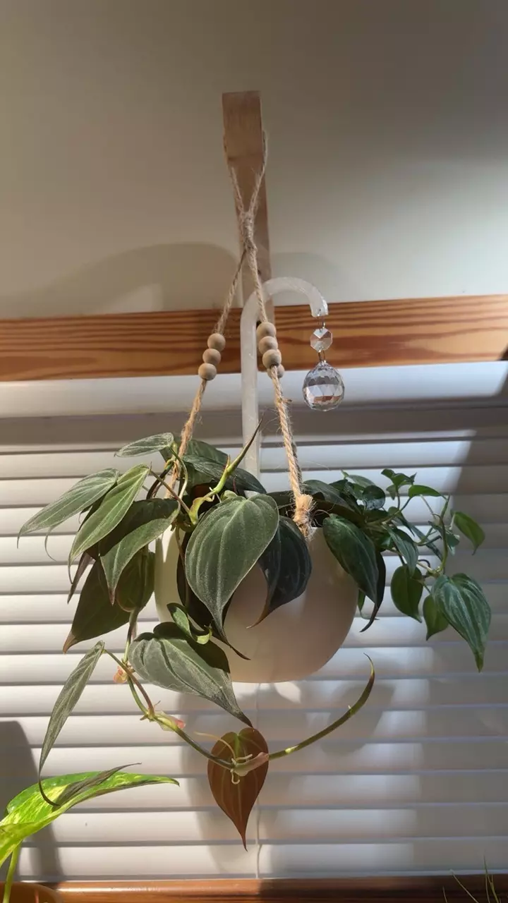 plant/Catchin’ Rays Plant Stake | Set of 2 | Suncatcher | Crystals-3