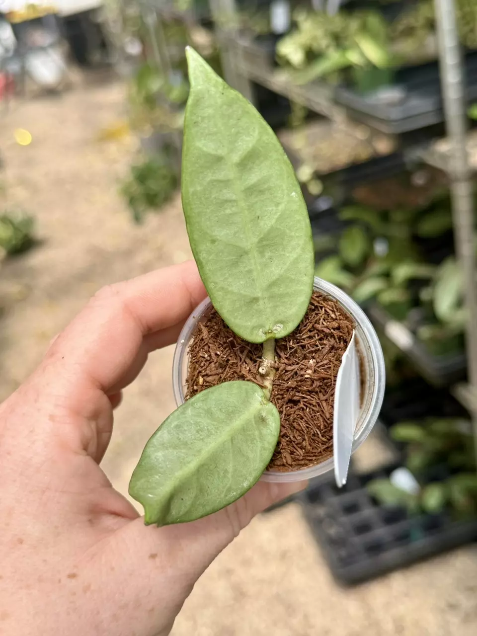 plant/PL60: Lai Chau Silver-1