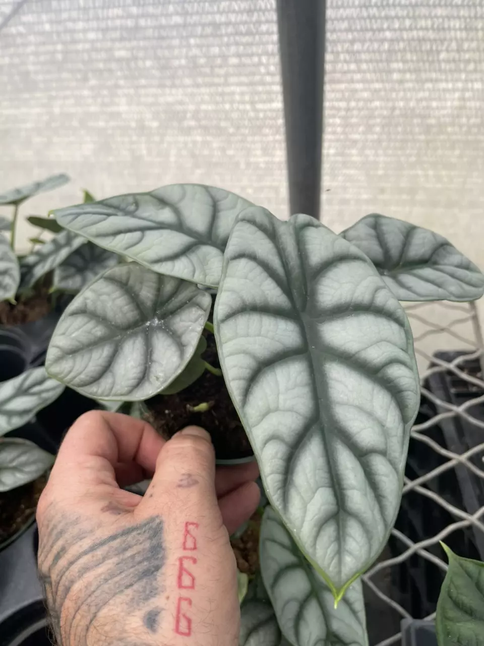 plant/Alocasia Silver dragon-0