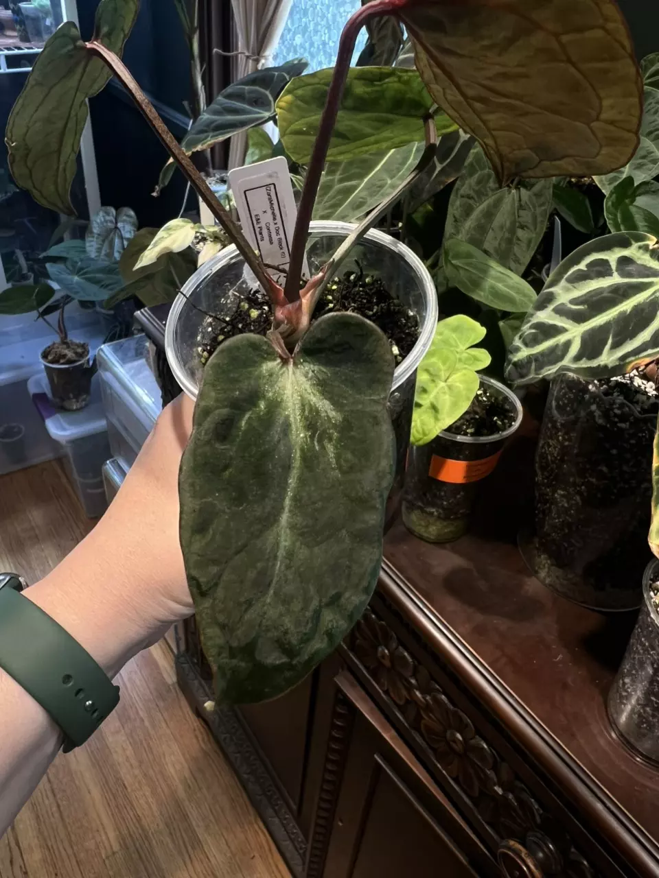 plant/(ZaraMichelle x Doc Block f2) X Contessa-1