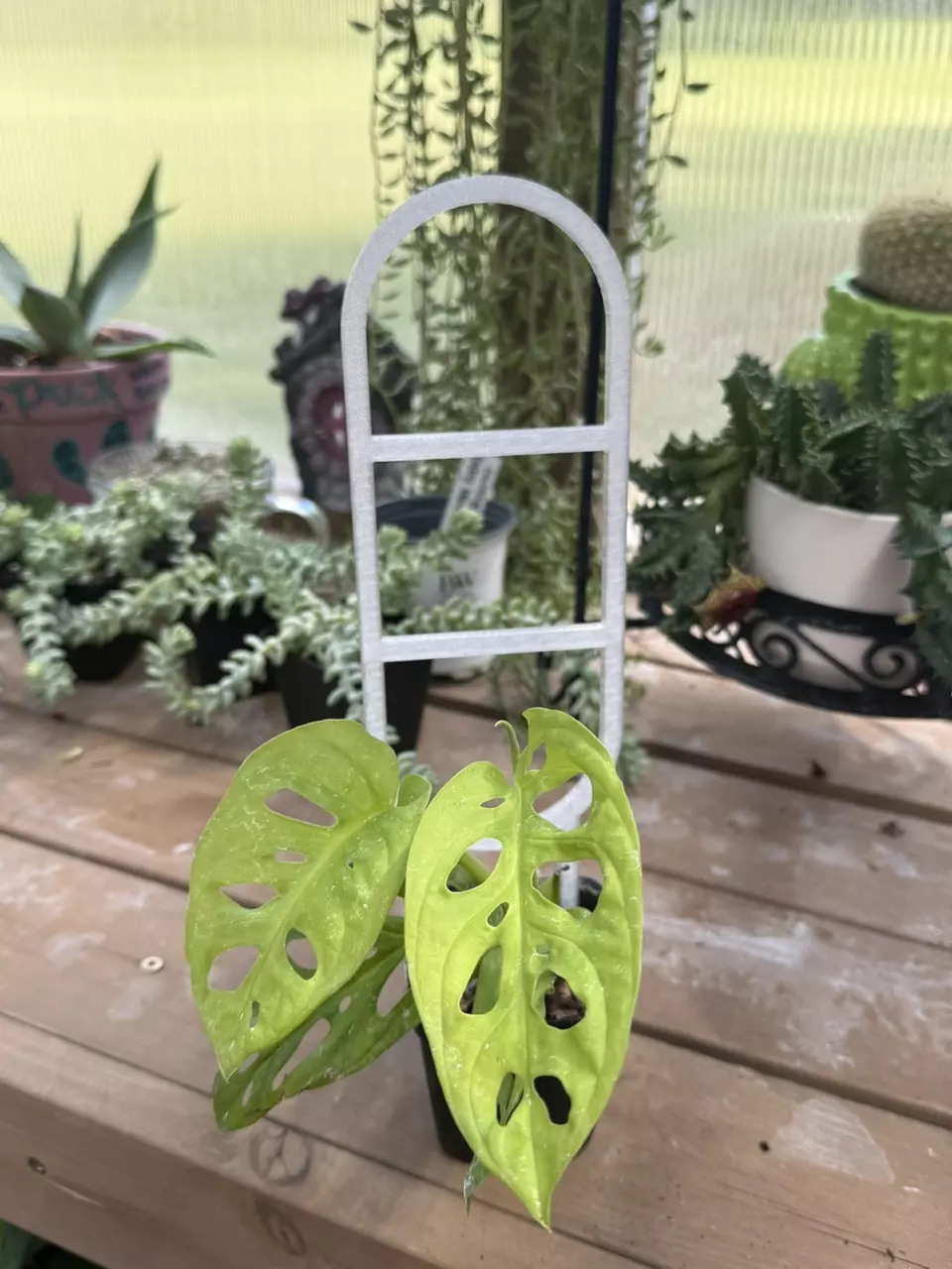 plant/Oval Vine Ladder Trellis | 3D printed | PETG-4