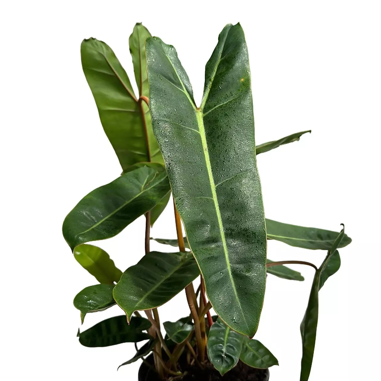 plant/Philodendron Billietie 6" pot-0