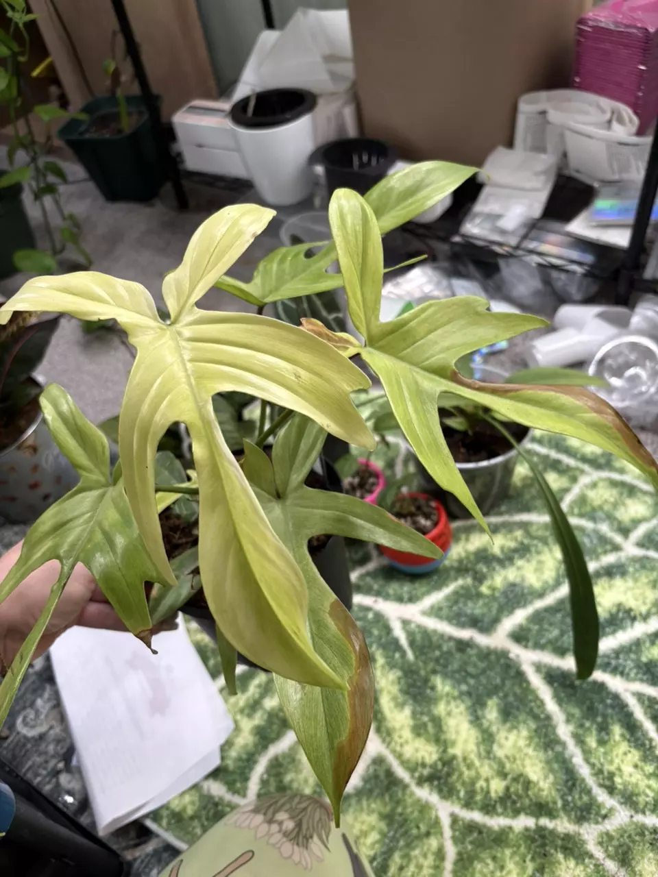 plant/Florida ghost-0