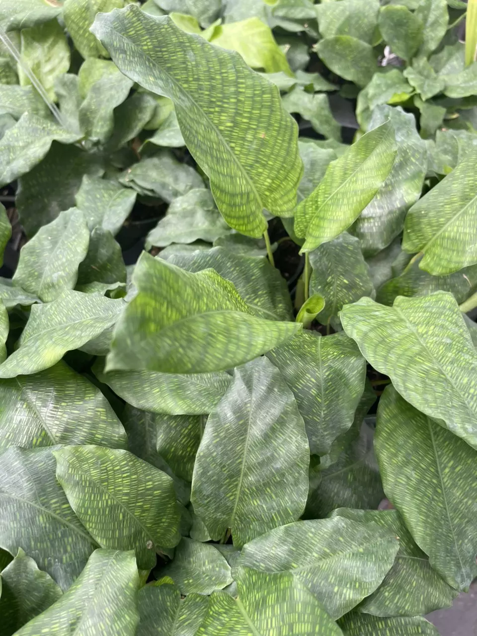 plant/Calathea Musaica-0