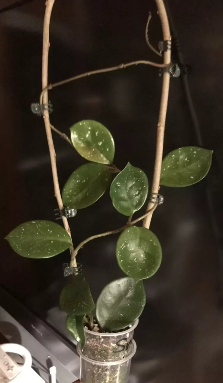 plant/Hoya Carnosa Snowball-1