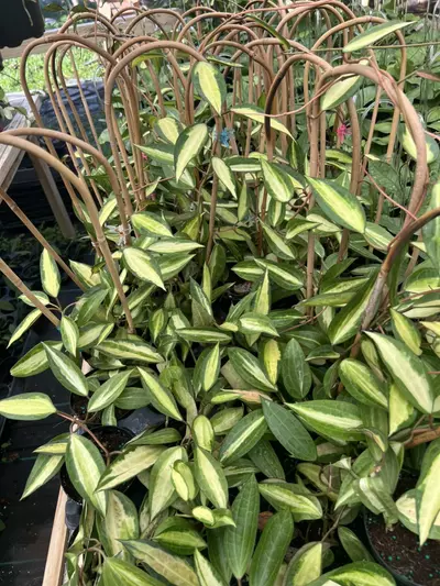 shipping_upgrade/SHIPPING 2 DAYS (CAN BE MORE IF THE PACKAGE IS BIG)-0-thumbnail